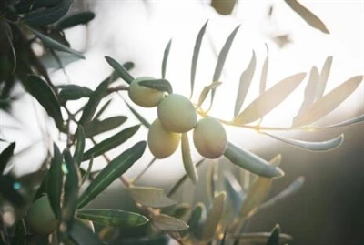 Hydroxytyrosol-poeder: het geheime wapen van de natuur tegen veroudering en h...
