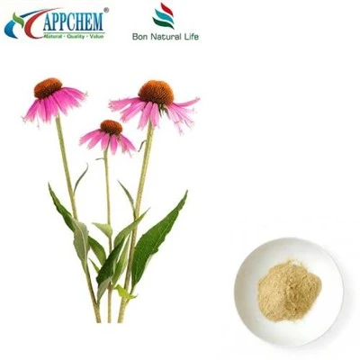 Echinacea Purpurea-extractpoeder